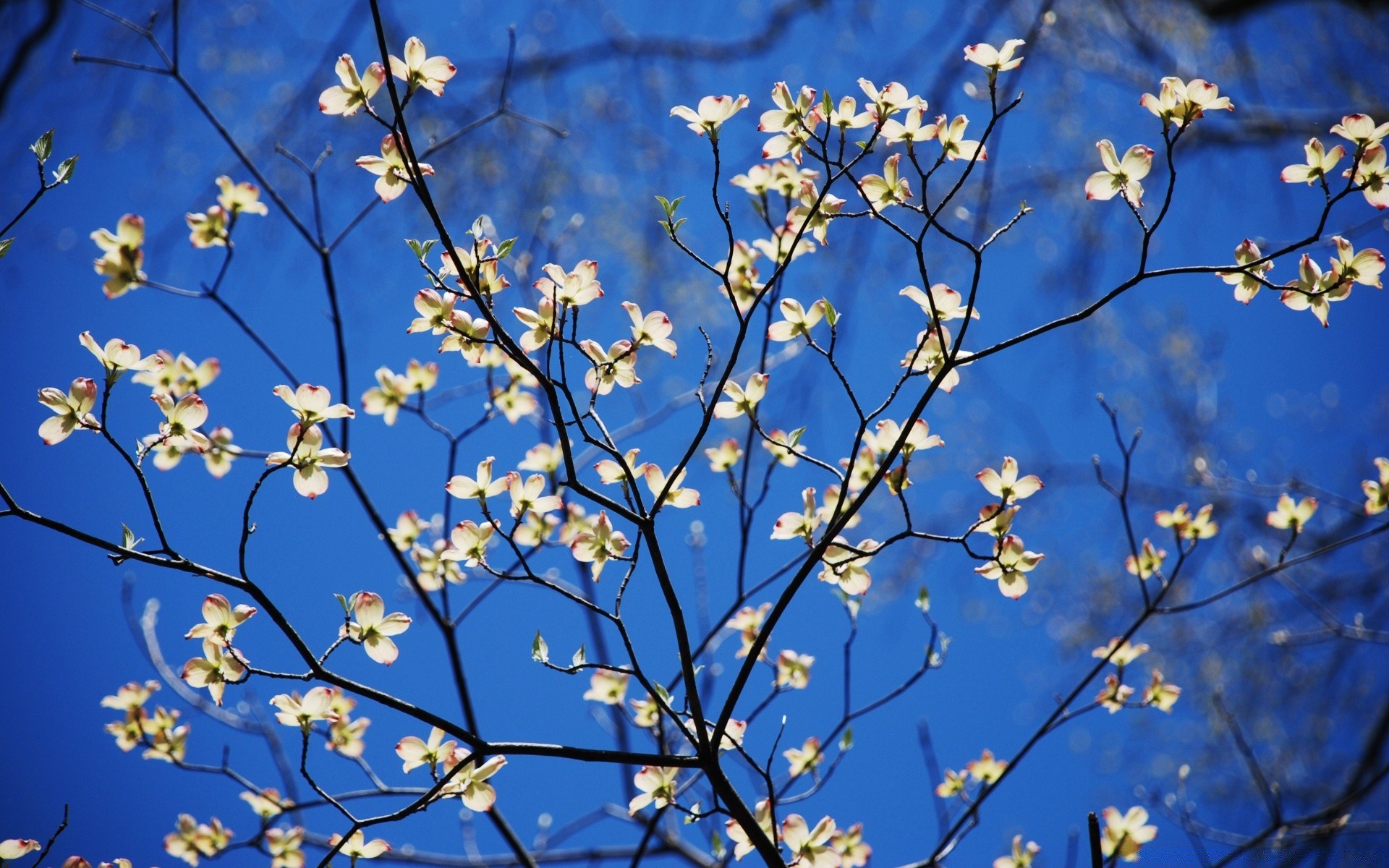 frühling zweig baum blume kirsche flora natur jahreszeit wachstum hell blatt blühen park farbe blumen kumpel gutes wetter sonnig garten im freien