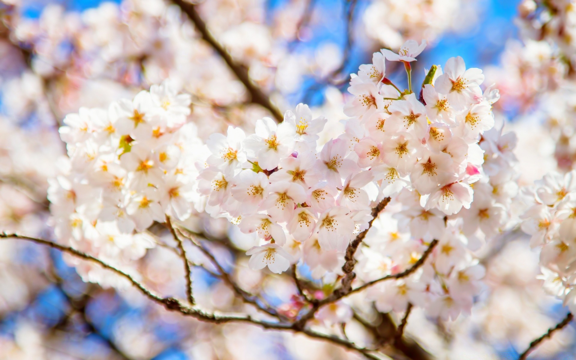 spring cherry flower branch tree nature season flora blooming apple petal bud floral garden plum bright springtime close-up color outdoors