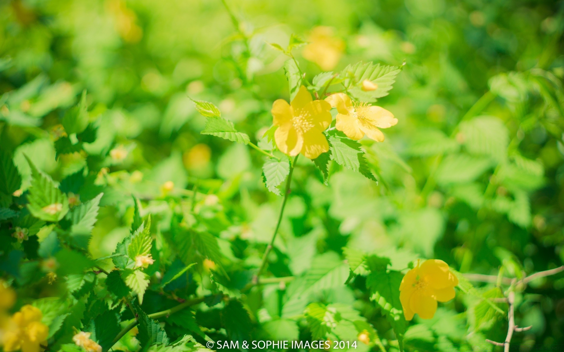 primavera folha natureza crescimento verão flora bom tempo ao ar livre flor jardim agricultura brilhante grama rural campo pasto temporada