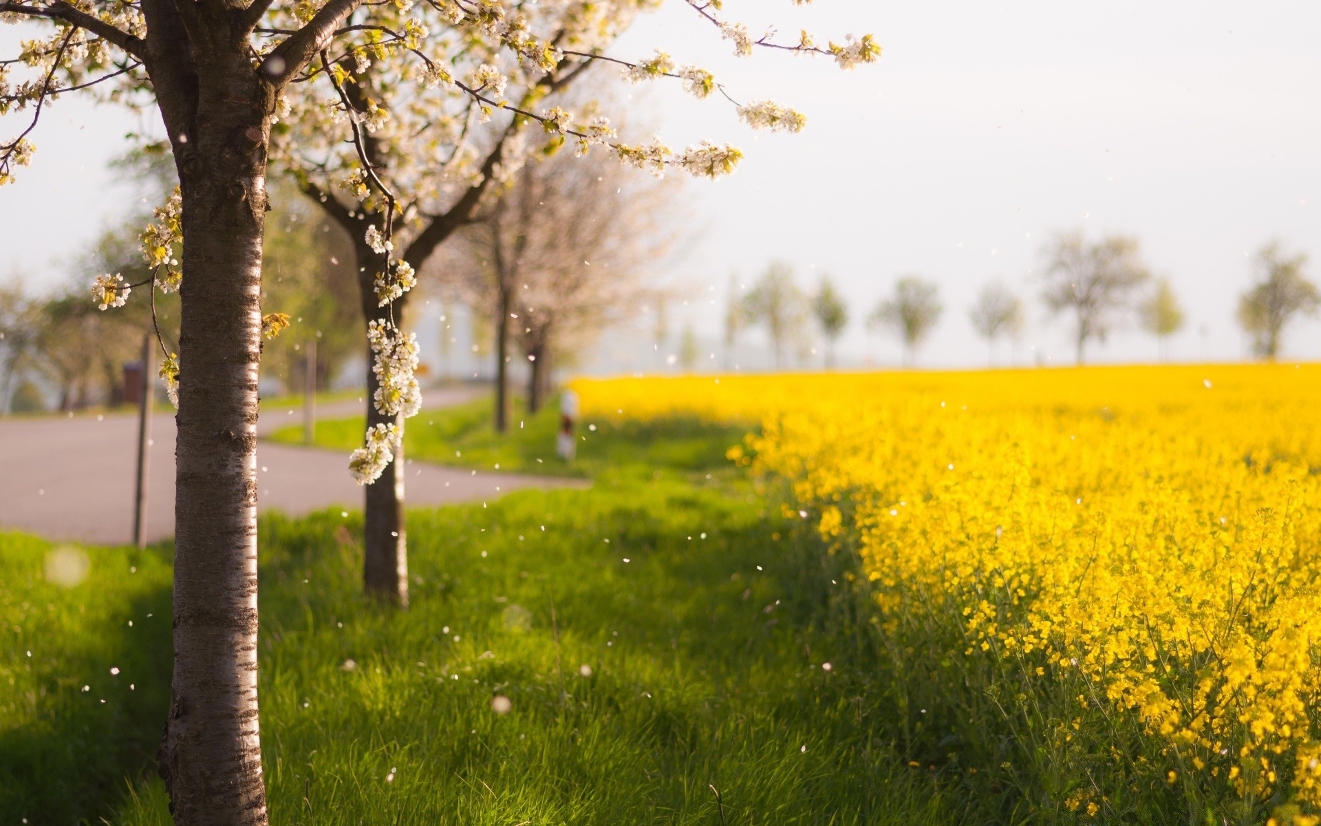 printemps paysage nature arbre champ fleur herbe soleil rural beau temps campagne aube à l extérieur saison été scénique flore