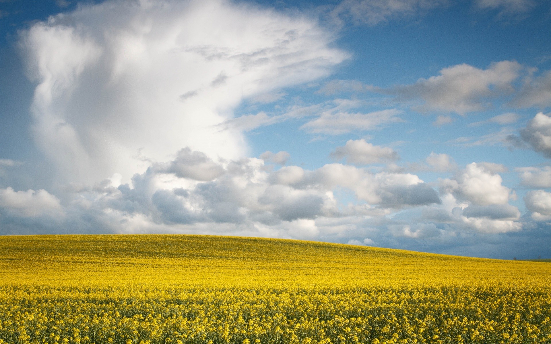 printemps agriculture paysage champ ciel nature rural ferme récolte campagne soleil été beau temps à l extérieur terres cultivées pâturage terres agricoles nuage croissance