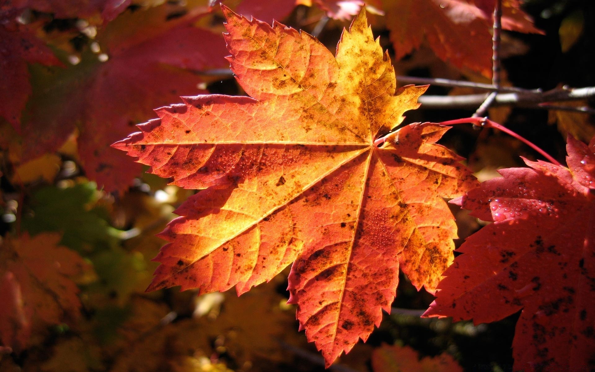 otoño hoja otoño arce naturaleza cambio brillante al aire libre temporada flora color exuberante árbol acción de gracias