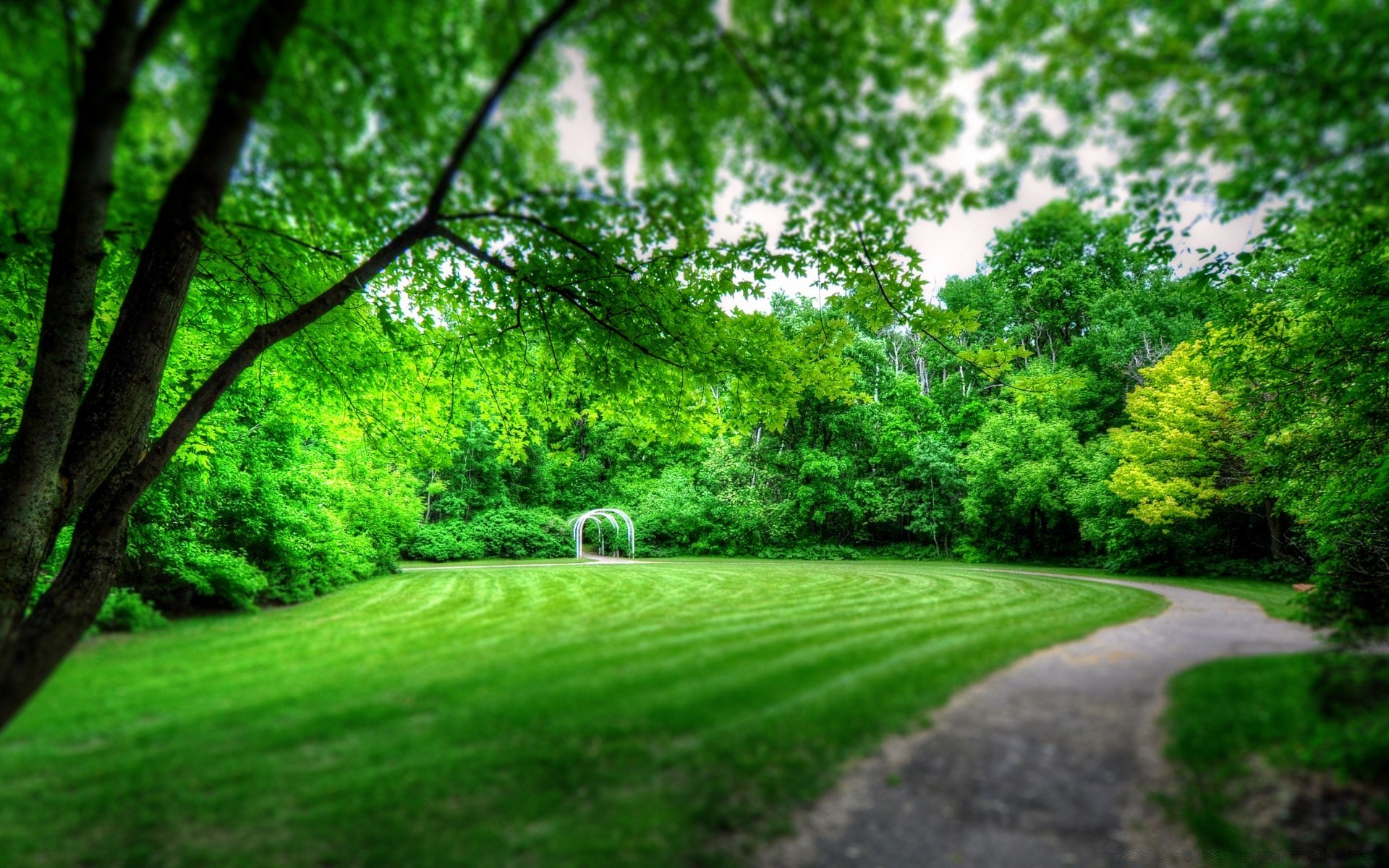 bahar çimen manzara doğa ağaç yaprak çevre yemyeşil ahşap yol yaz rehberlik flora kırsal park çim sezon bahçe açık havada kırsal