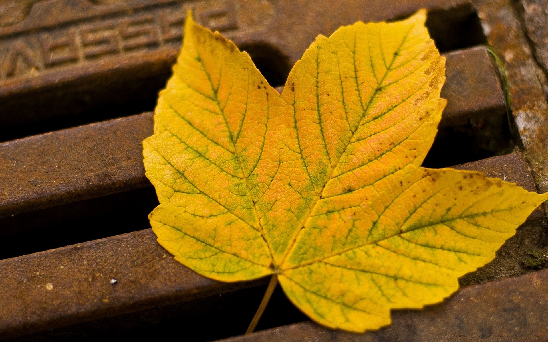 autumn leaf fall nature outdoors maple flora wood bright growth color light tree fair weather season ground