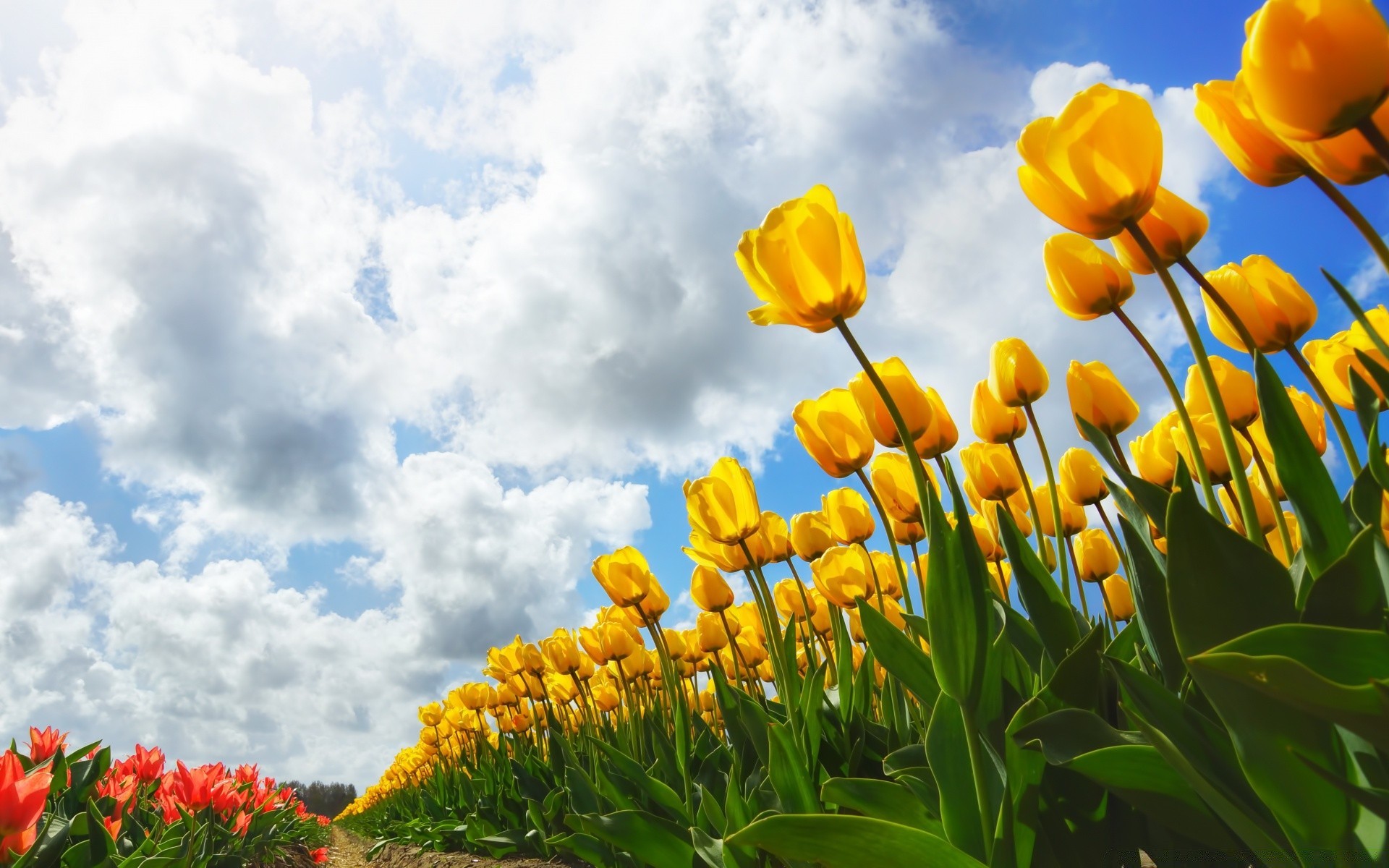 spring flower nature flora leaf summer garden floral season bright tulip field fair weather growth outdoors color grass blooming sun petal