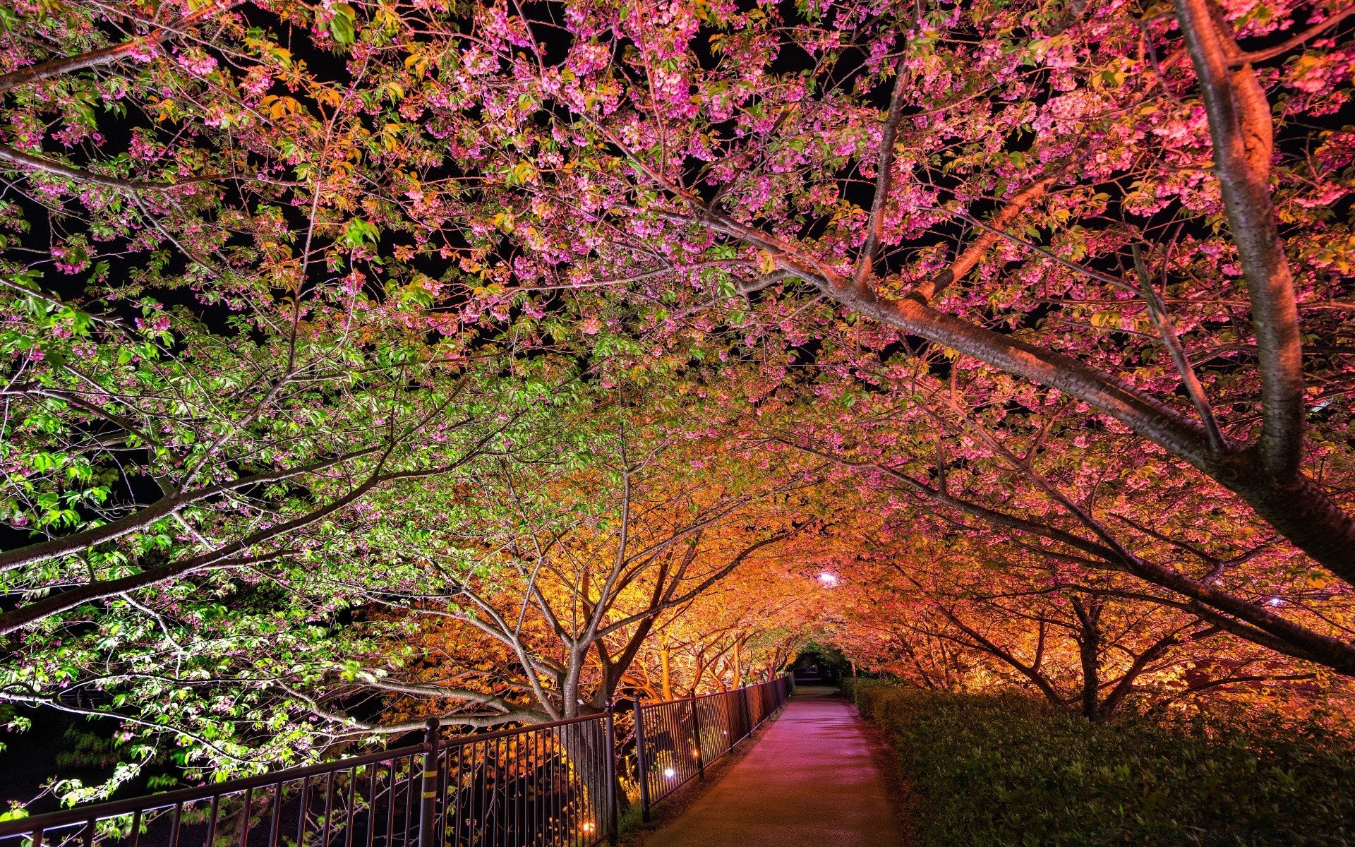 primavera árbol hoja madera otoño al aire libre naturaleza paisaje parque escénico rama temporada amanecer