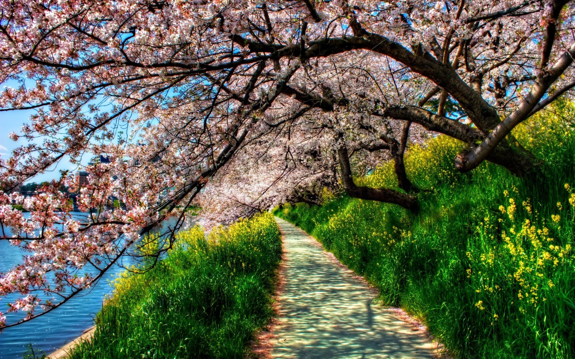 spring tree landscape branch nature season park flora leaf flower scenic outdoors scene guidance growth wood scenery footpath sight cherry garden