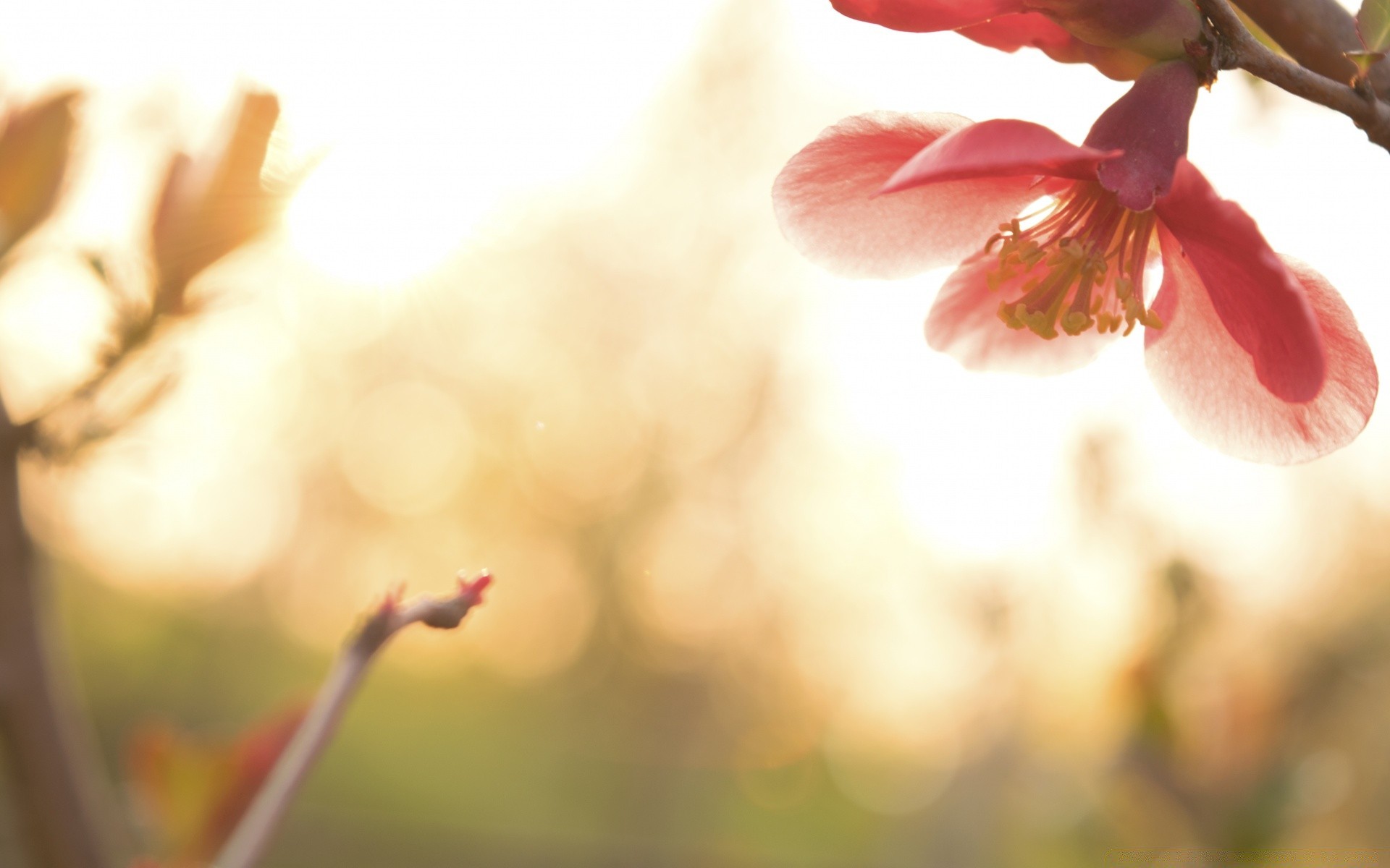 spring flower blur nature dof tree outdoors fair weather summer light sun leaf delicate flora garden petal apple still life