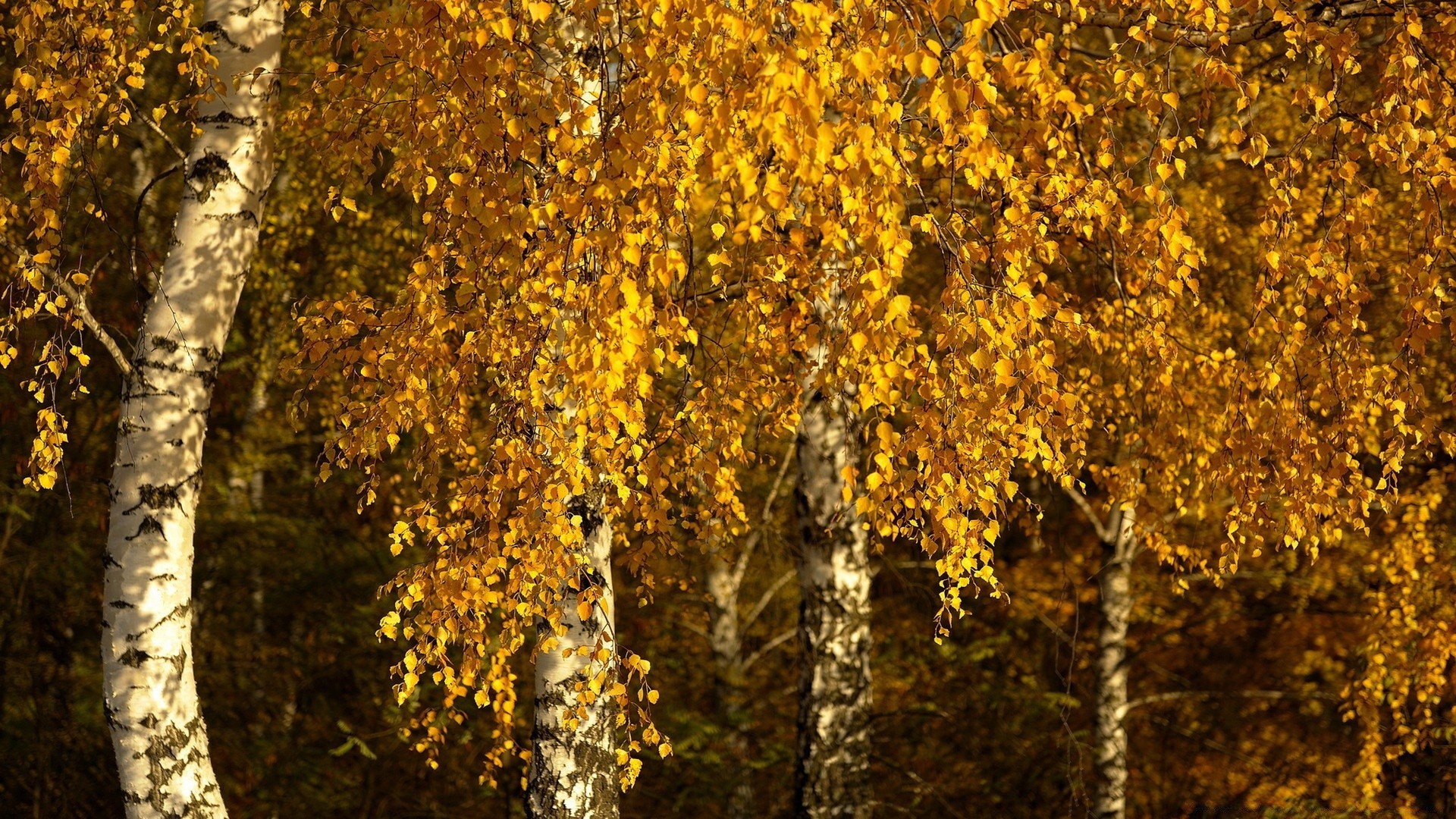 autumn fall leaf tree wood nature desktop season outdoors flora bark growth texture branch bright color pattern gold