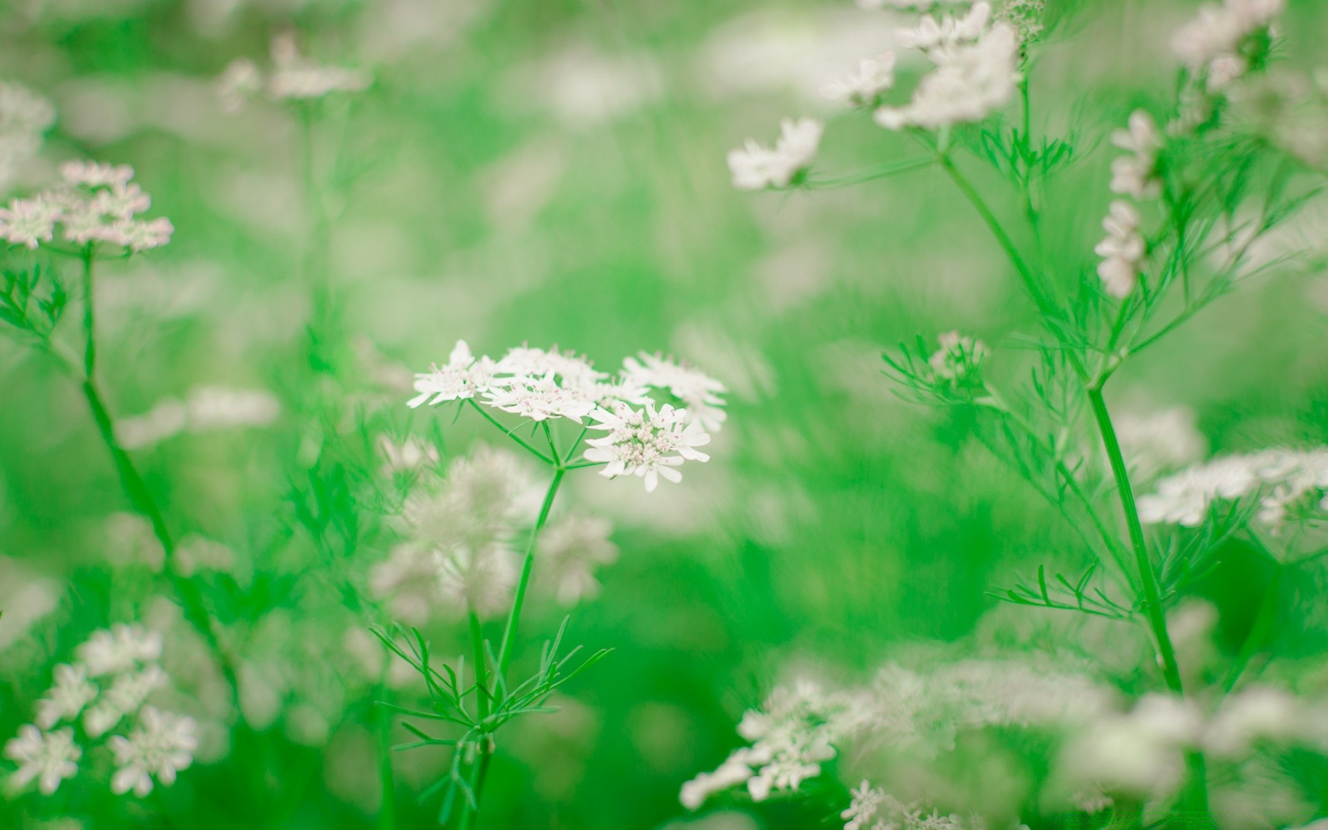 primavera natura foglia flora erba estate fiore crescita giardino stagione ambiente all aperto ecologia campo fieno luminoso sole rurale floreale freschezza