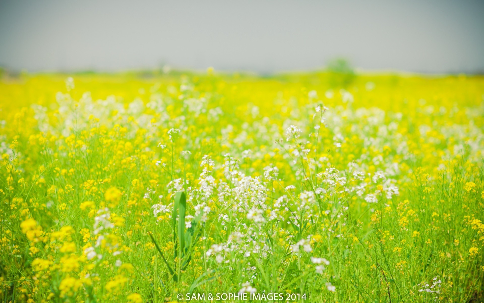 primavera campo flor feno natureza rural agricultura grama verão flora paisagem ao ar livre campo bom tempo fazenda crescimento sol colheita ambiente céu idílio