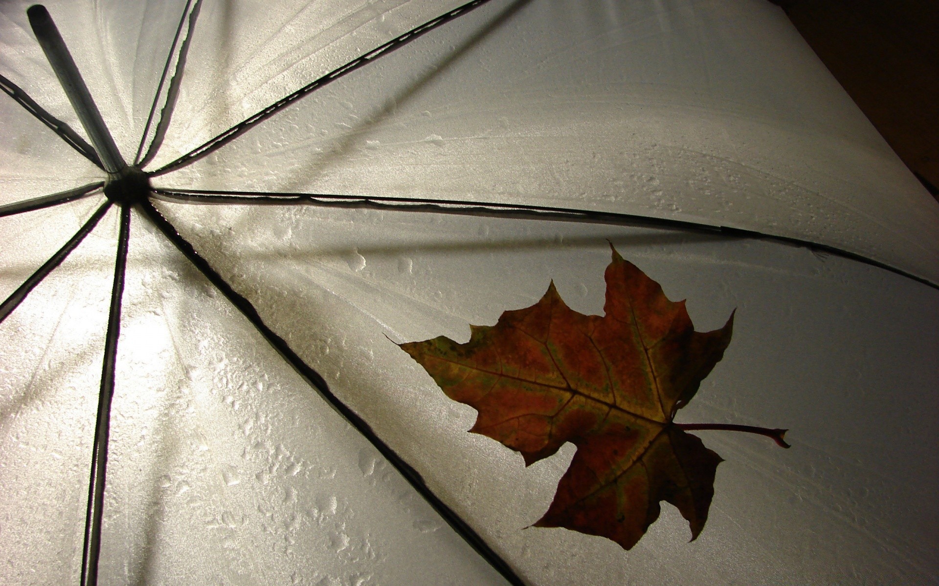 herbst herbst regenschirm blatt regen holz desktop natur reflexion holz stillleben licht