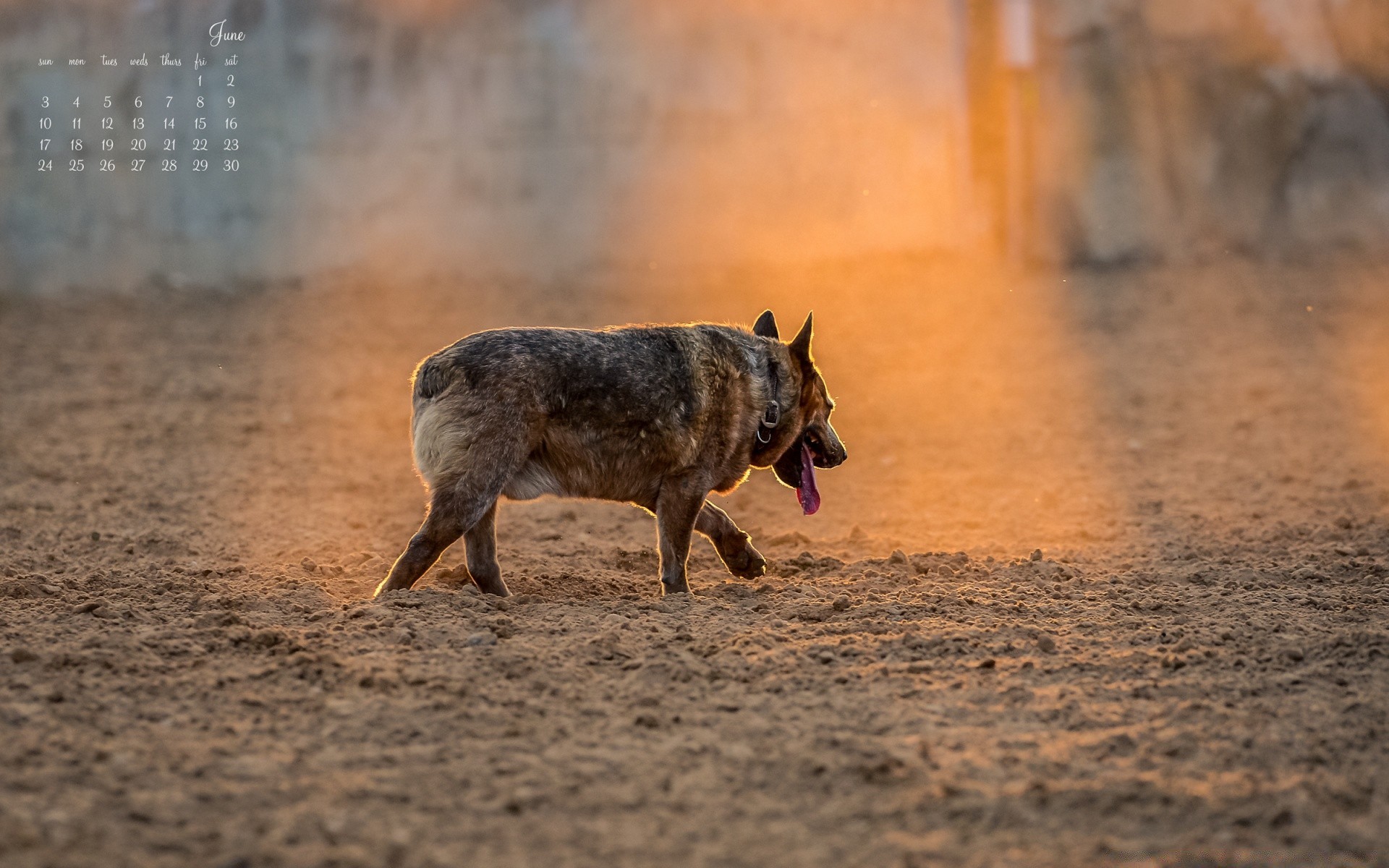 new year danger mammal outdoors animal sand nature one wildlife