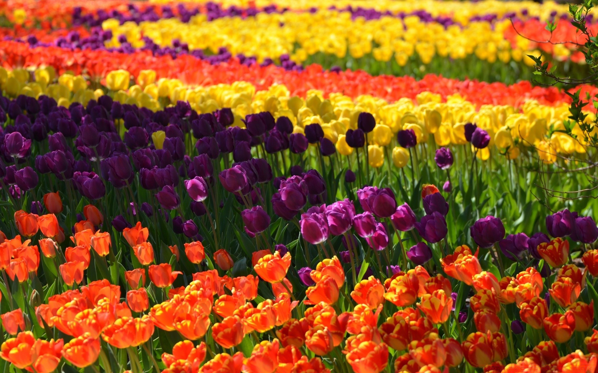 wiosna tulipan kwiat flora ogród kwiatowy natura pole jasny płatek liść wzrost kolor sezon lato jasny bluming łóżko dobra pogoda wiejski