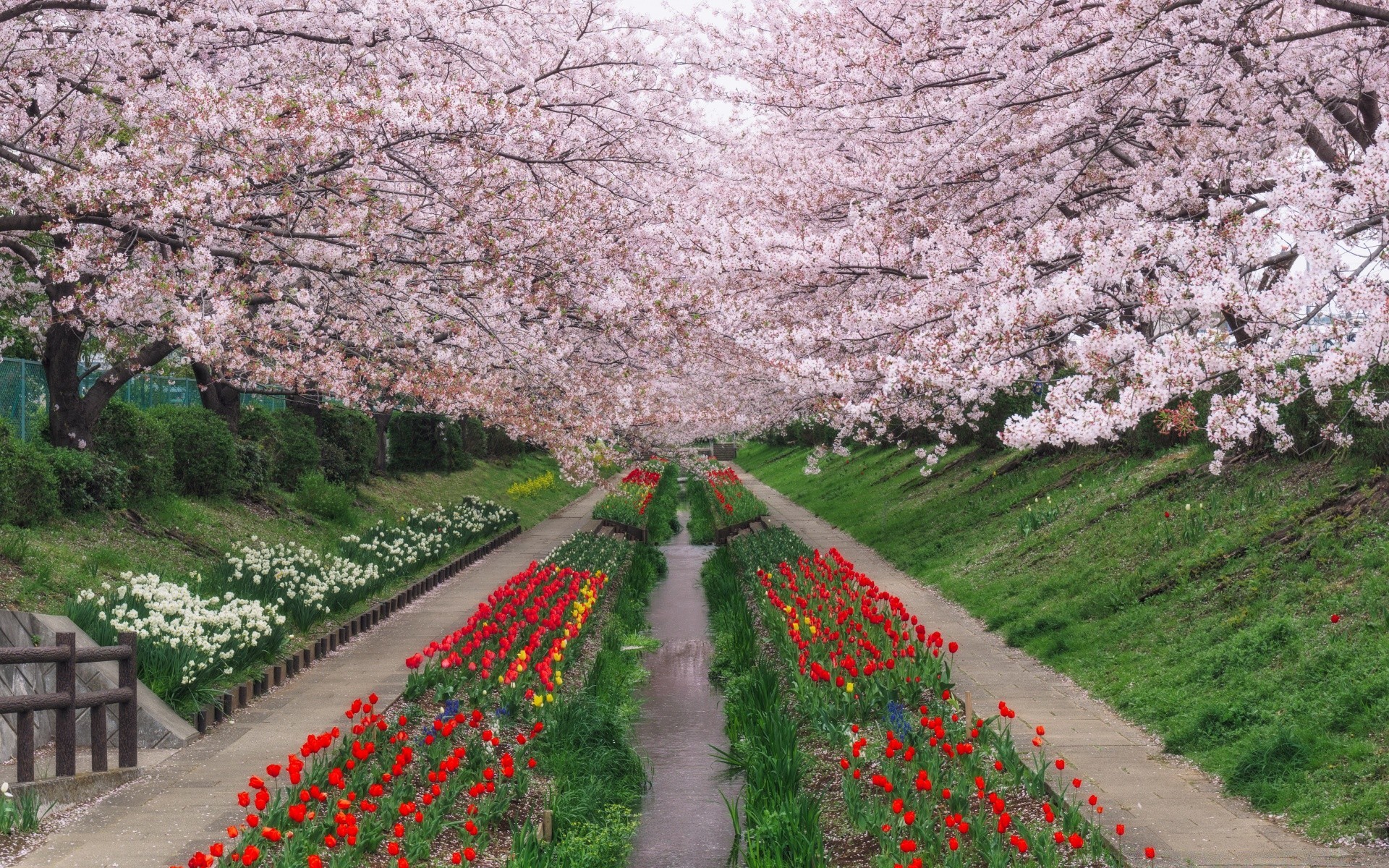 Сакура цветет в саду. Аллея Сакуры в Японии цветение. Цветение Сакуры в Японии сады. Японский ландшафтный Сакура цветение. Йокогама парк Сакуры.