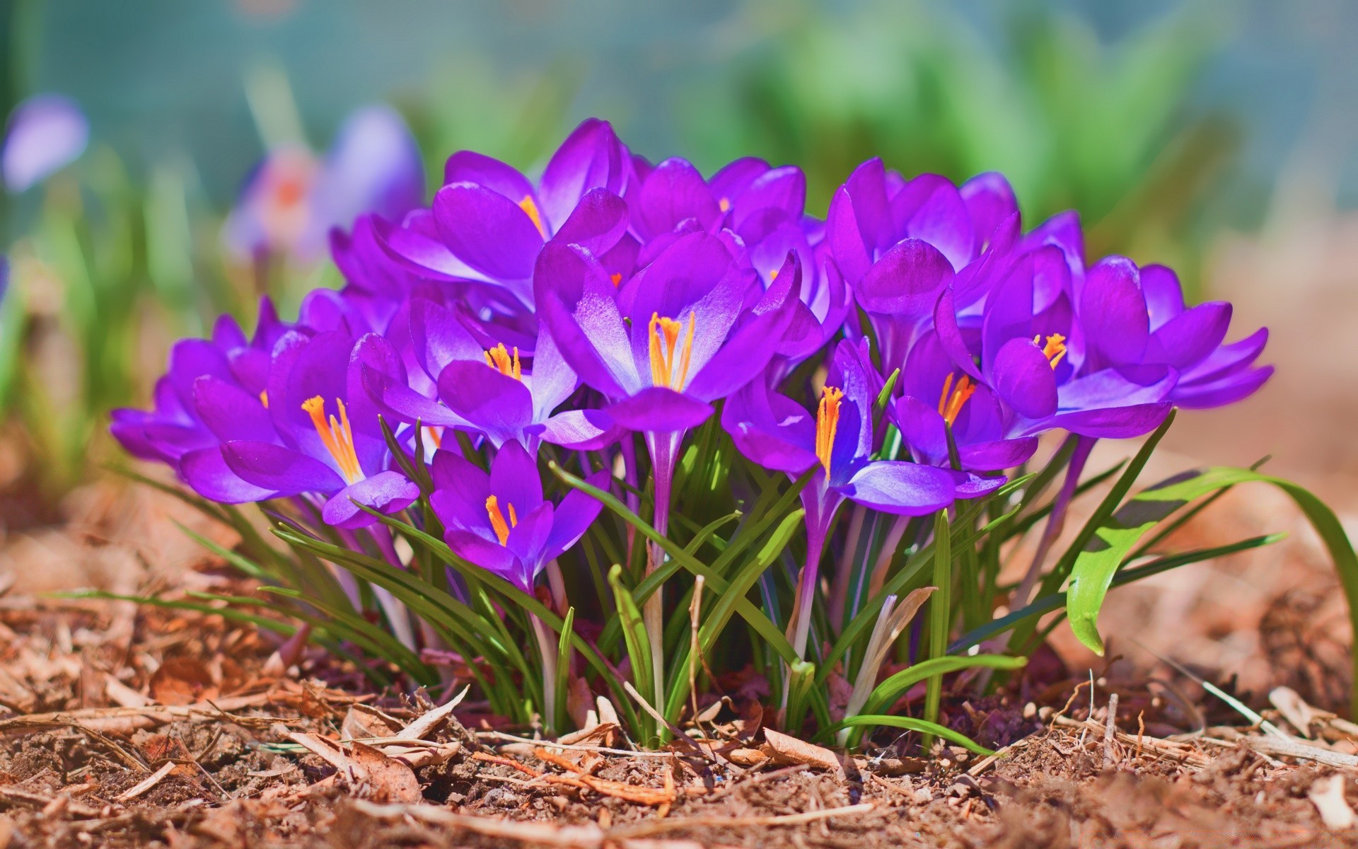 spring nature flower garden flora floral petal blooming color leaf summer season grass bright easter park growth outdoors close-up field