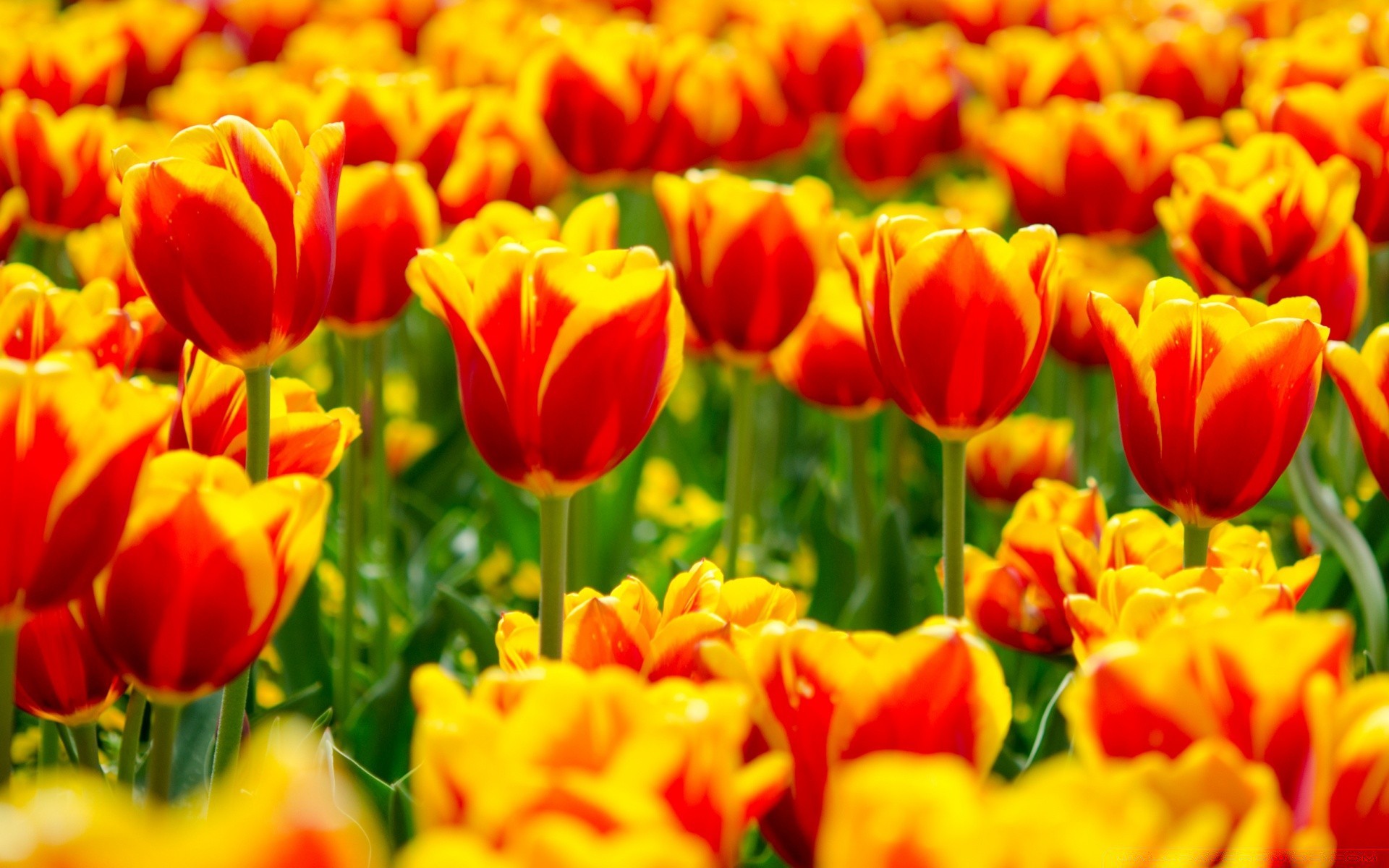 spring tulip nature garden flower bright flora summer leaf floral color season easter field petal vibrant fair weather bouquet growth bulb