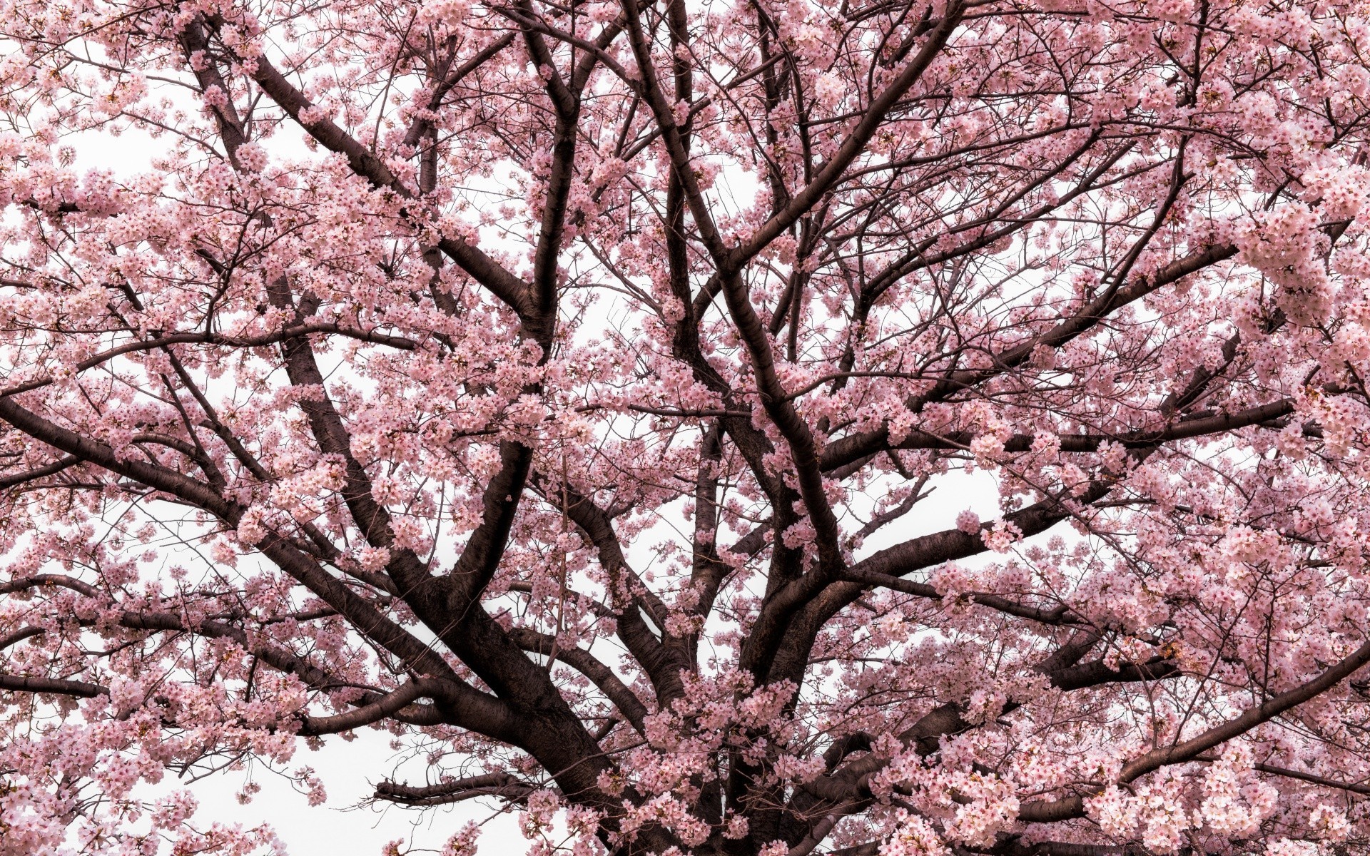 printemps arbre cerise branche saison parc hiver paysage nature bois arbre fruitier flore à l extérieur froid