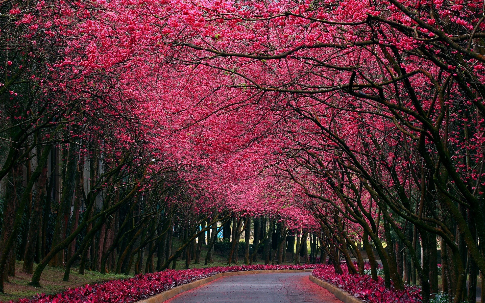 printemps arbre feuille parc paysage branche nature fleur saison à l extérieur automne jardin cerise lumineux route bois flore aube couleur érable