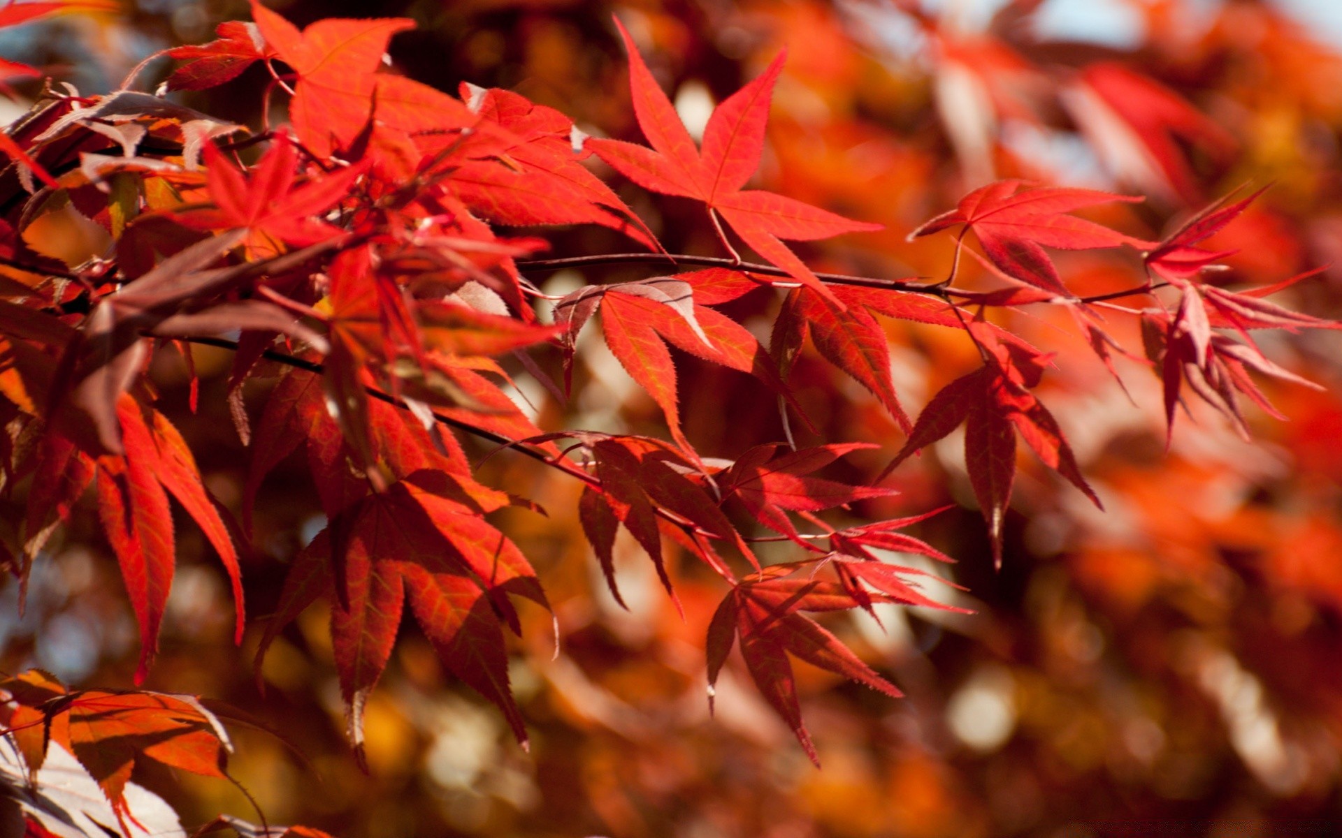 autumn leaf fall season nature flora tree maple bright color outdoors park wood branch garden