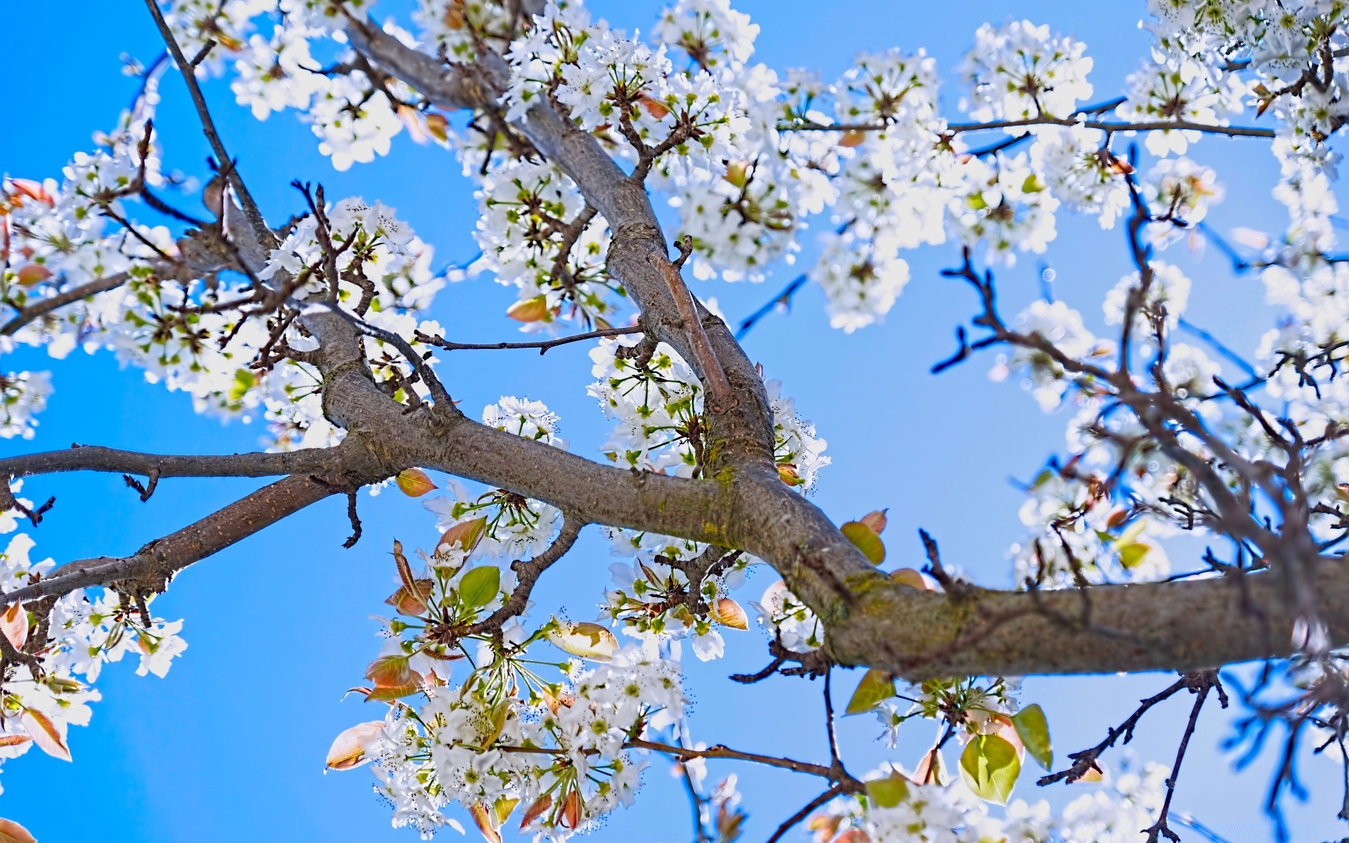 primavera árvore cereja ramo flor maçã temporada natureza flora ameixa jardim primavera crescimento pétala ao ar livre blooming parque amigo folha floral bom tempo