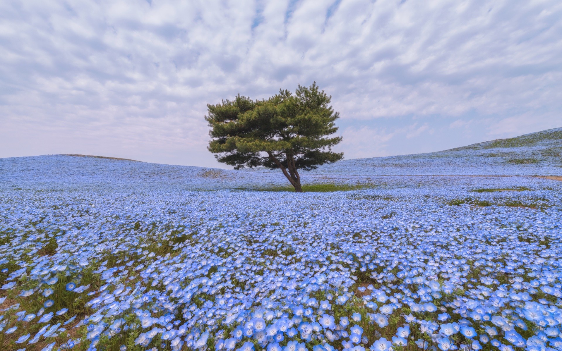 primavera paesaggio natura acqua cielo all aperto albero scenico mare viaggi desktop