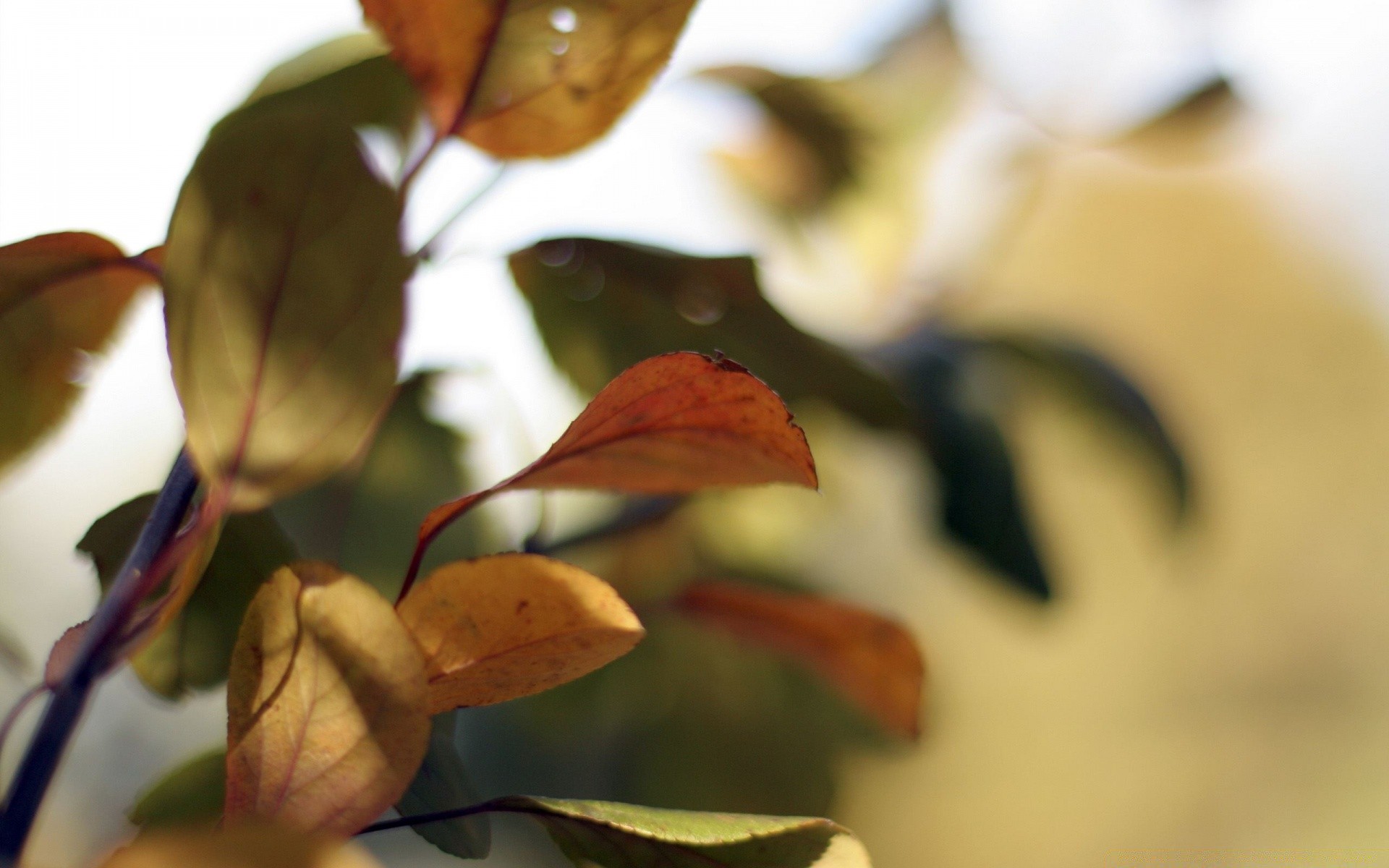 autunno foglia autunno sfocatura natura albero flora fiore all aperto colore luce