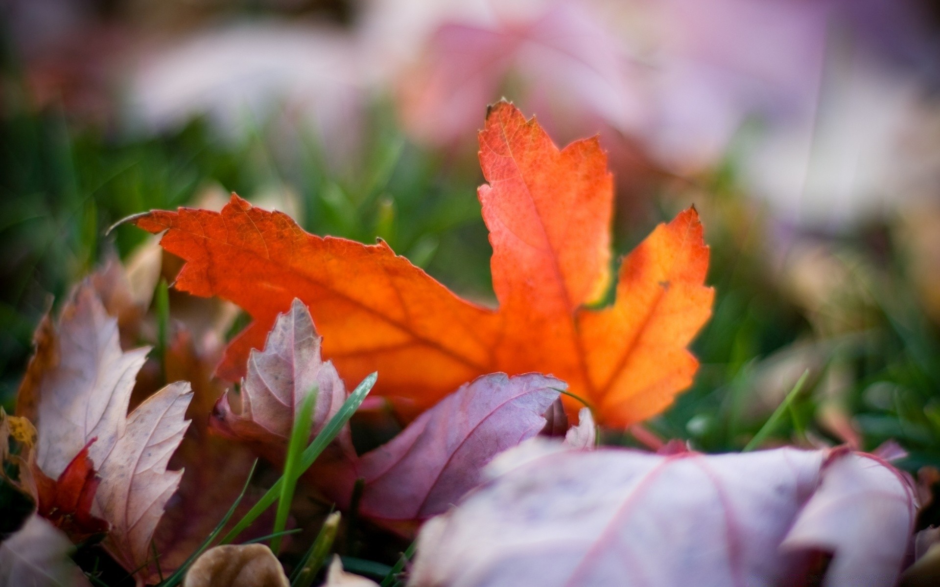 herbst blatt herbst natur flora im freien saison hell garten farbe baum blume park wachstum gutes wetter schön schließen medium gras