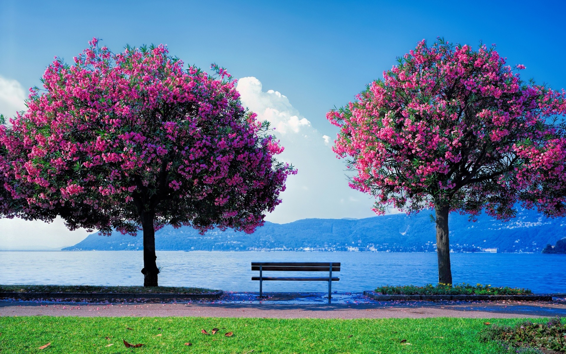 bahar ağaç doğa sezon manzara şube açık havada park yaprak parlak yaz flora çiçek gökyüzü renk güneş bir ahşap bahçe