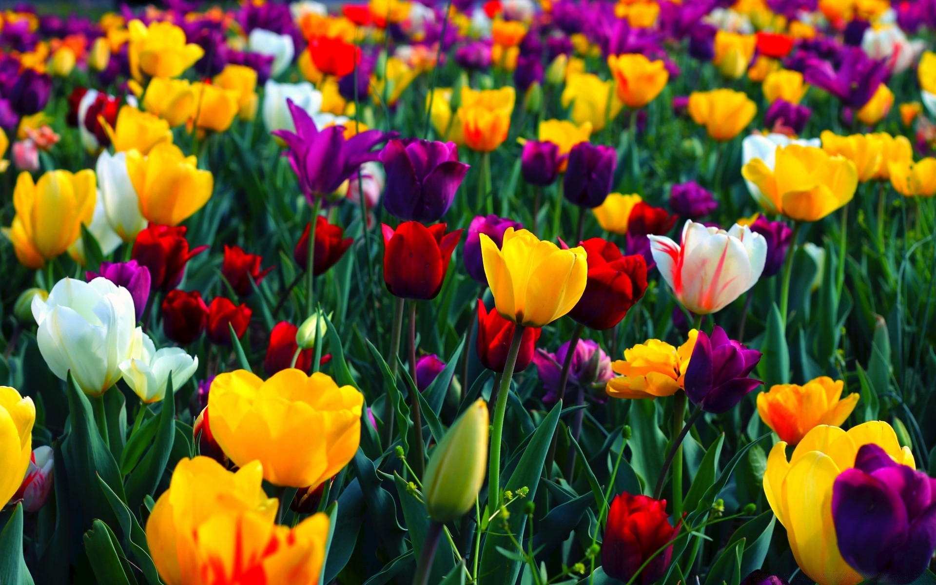 frühling tulpe blume garten natur flora floral feld ostern blatt farbe jahreszeit sommer hell blütenblatt hell blühen gutes wetter park bett