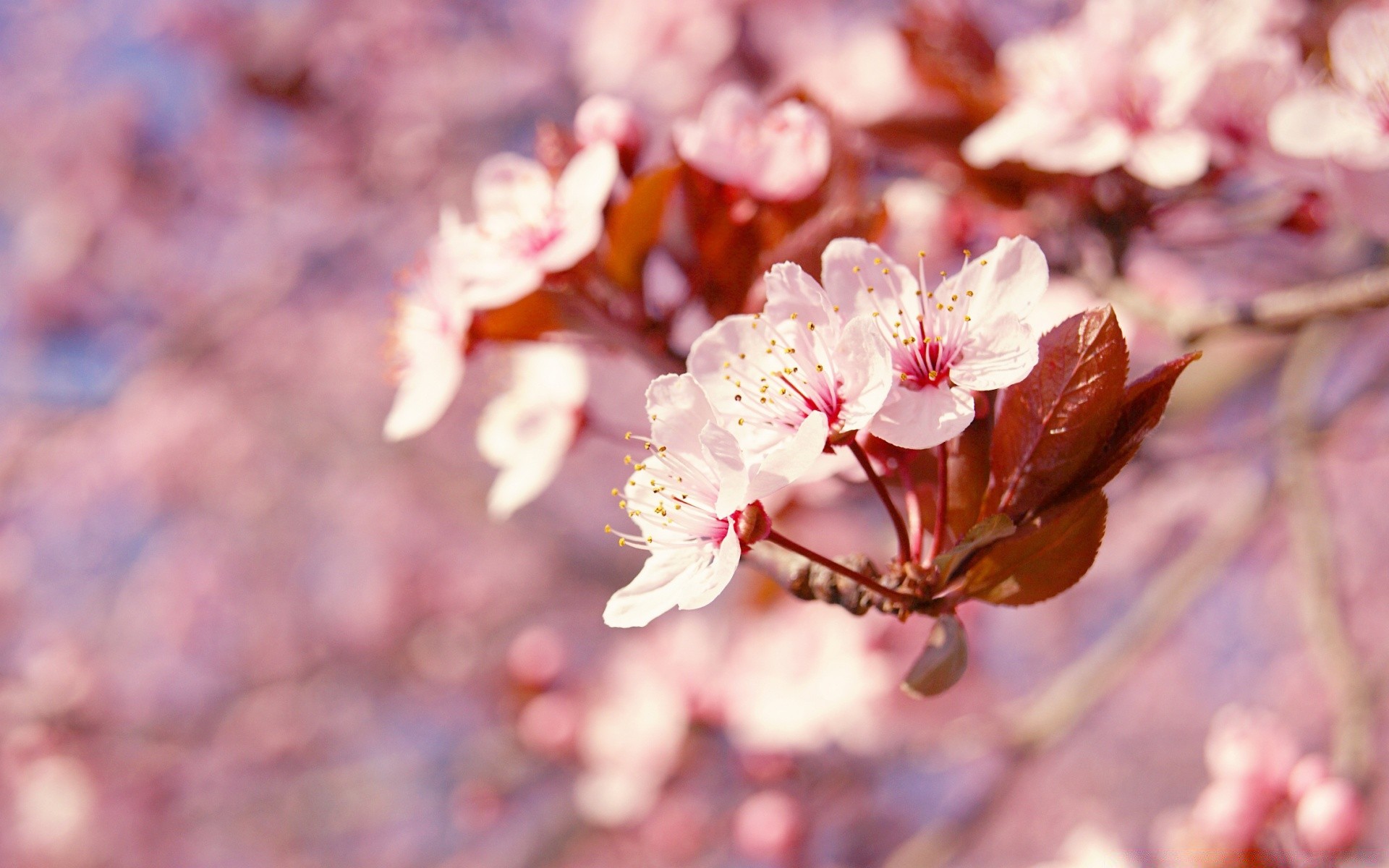 primavera cherry blossom natura ramo flora albero stagione foglia giardino vivid all aperto petalo crescita fiore di colore parco close up floreale