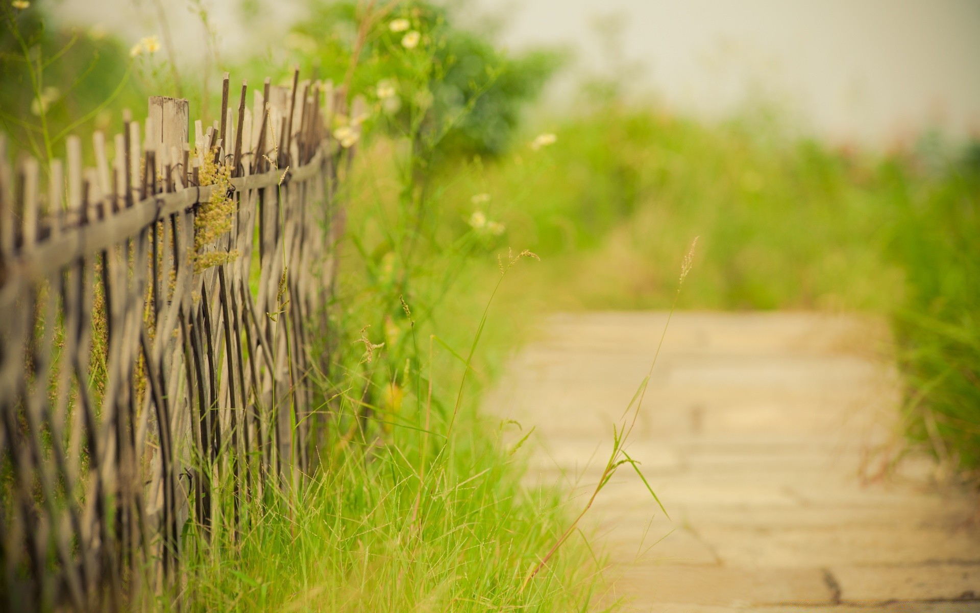 spring grass nature summer wood flora field outdoors garden desktop growth rural color leaf landscape