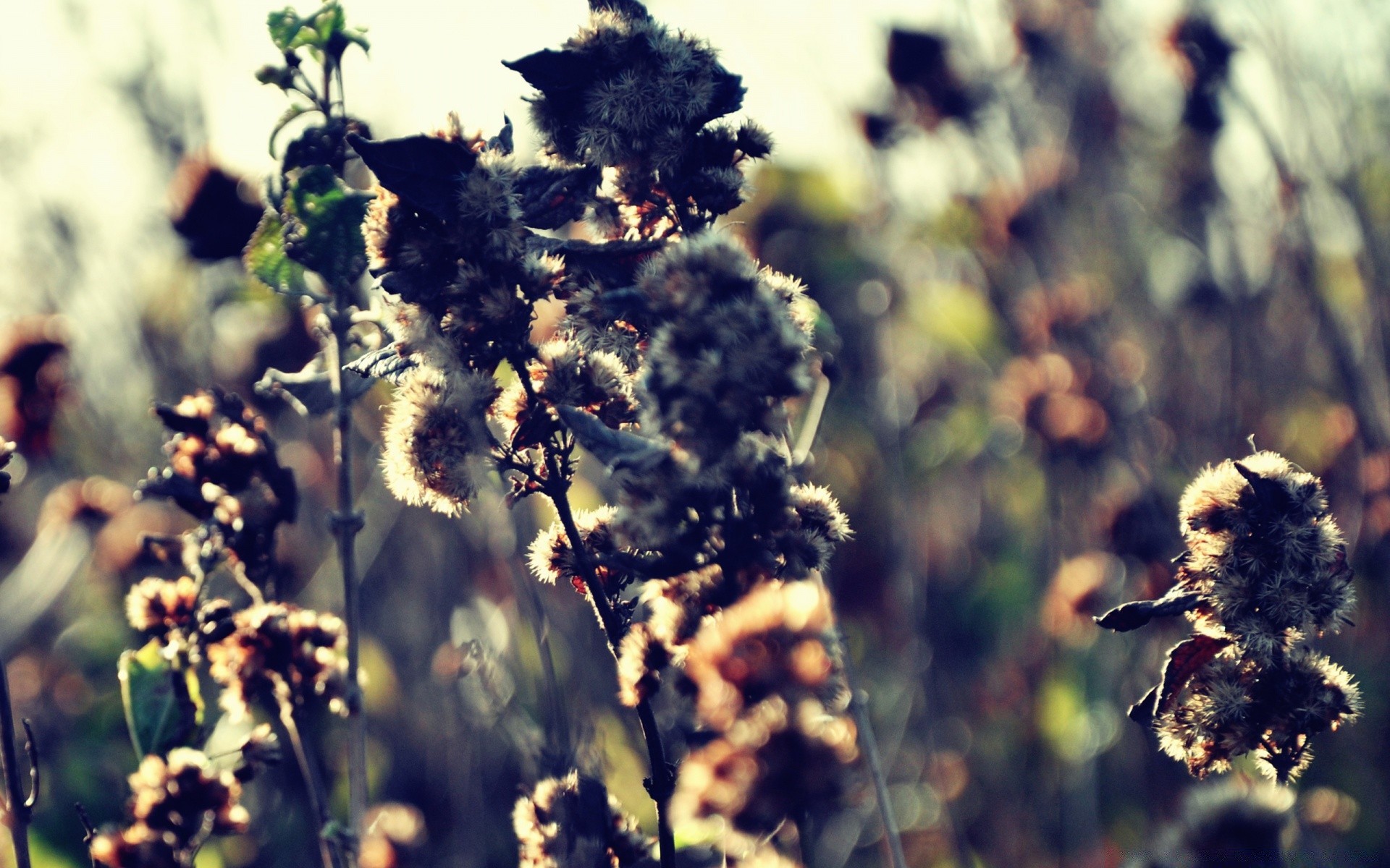 autumn flower nature flora outdoors summer field leaf fair weather growth tree sun season rural sunny grass agriculture close-up branch blooming