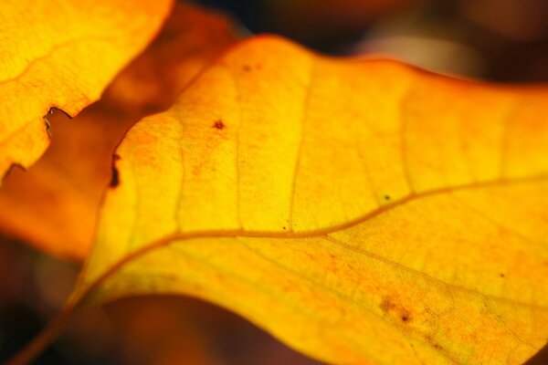 Herbstblatt orange gebogen