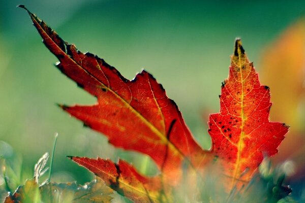 Naturaleza de otoño y hoja de arce