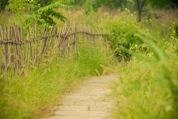 Natura in un giorno d estate nel villaggio