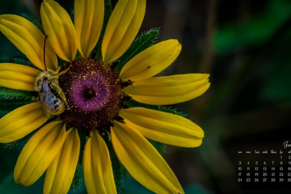 Sunflower bee collects pollen