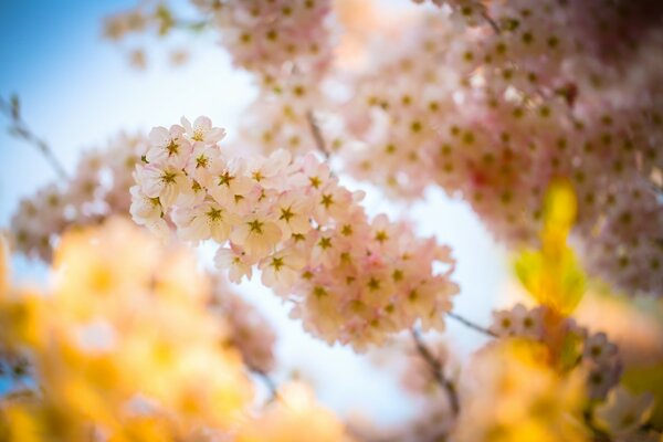 花园里盛开的树