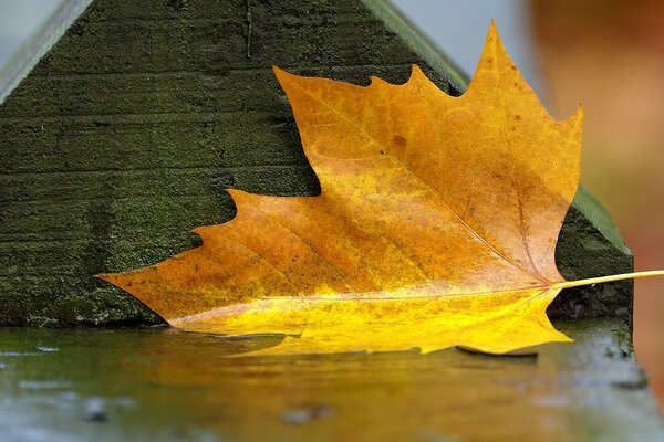 一片枫叶躺在雨中