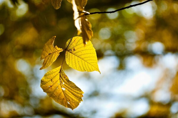 Feuillage d automne sur fond de forêt