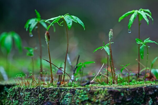 Bright grass after rain