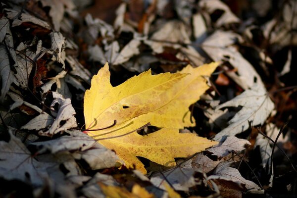 Yellow maple leaf on old leaves