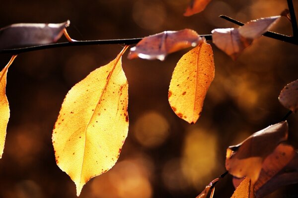 Autumn yellow leaves on a tree