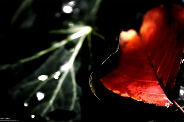 Danse des feuilles qui tombent sous la pluie