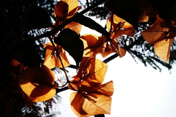 Autumn leaves against the sky