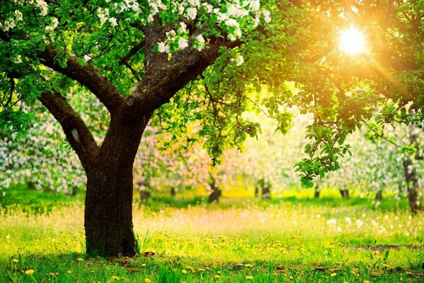 The morning sun illuminates the lush grass