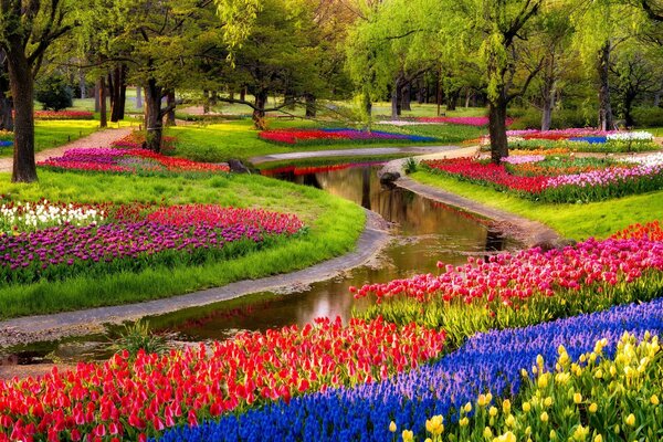 Garden beautiful flowers tulips