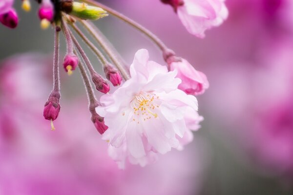 Pink cherry blossom in spring