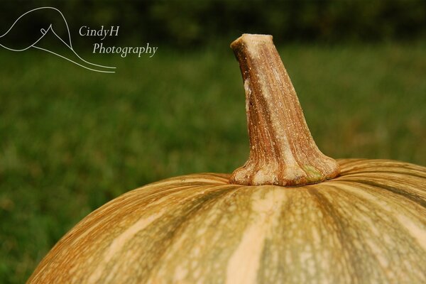 A large pumpkin in natural conditions