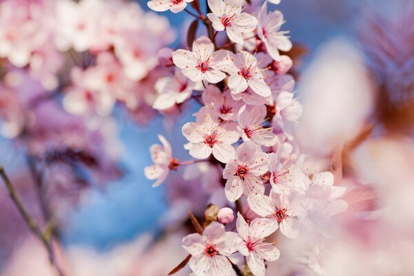 Doğada çiçekli kiraz Sakura